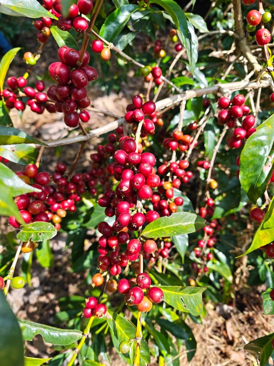 Basket of freshly picked red coffee cherries in the Ethiopian highlands