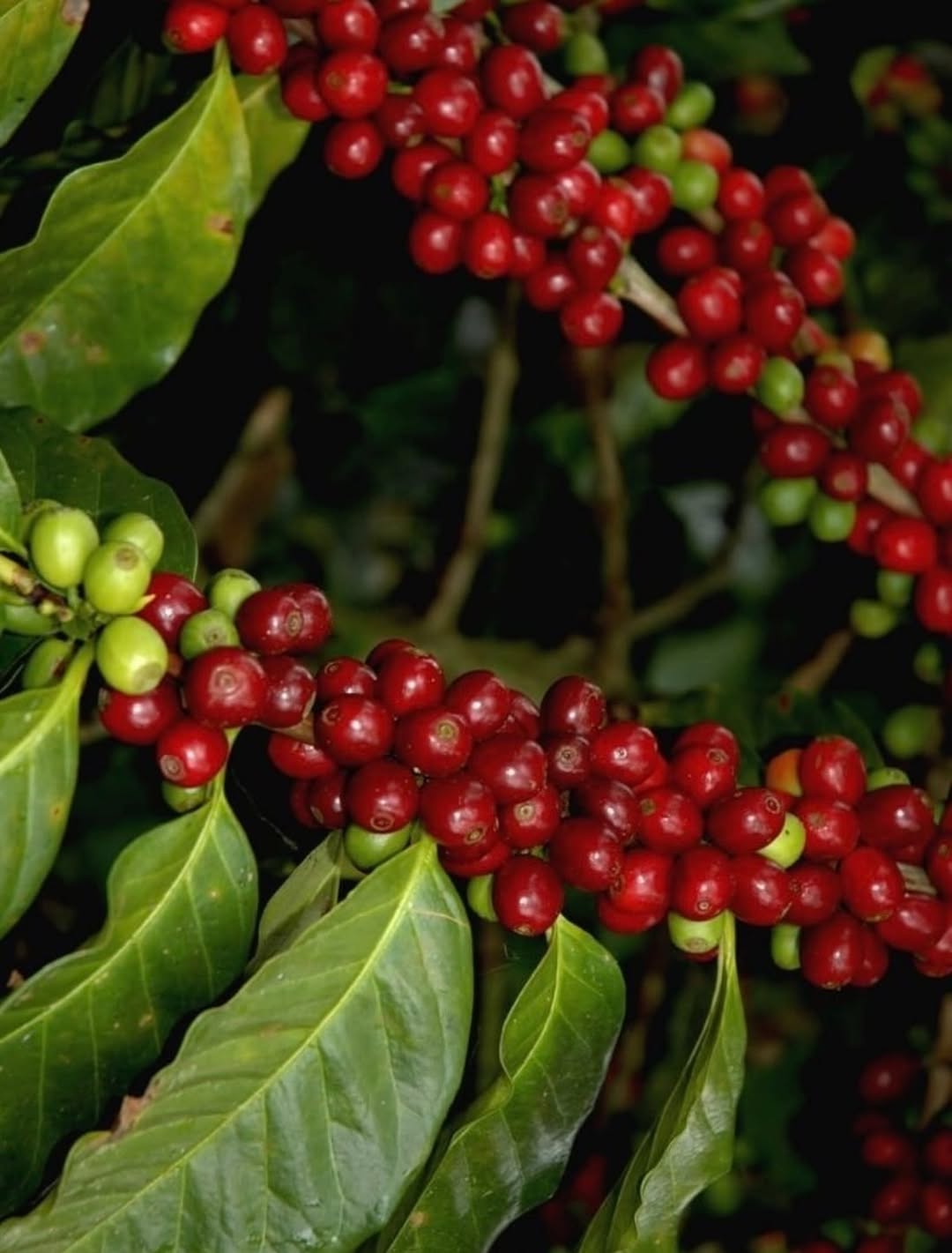 Guji coffee — Guji Zone, Oromia