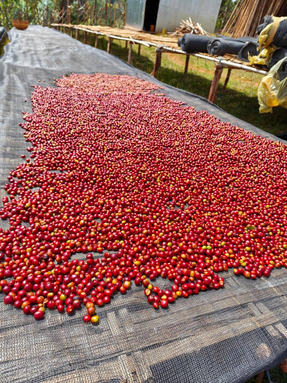Sidama Classic coffee — Sidama Region