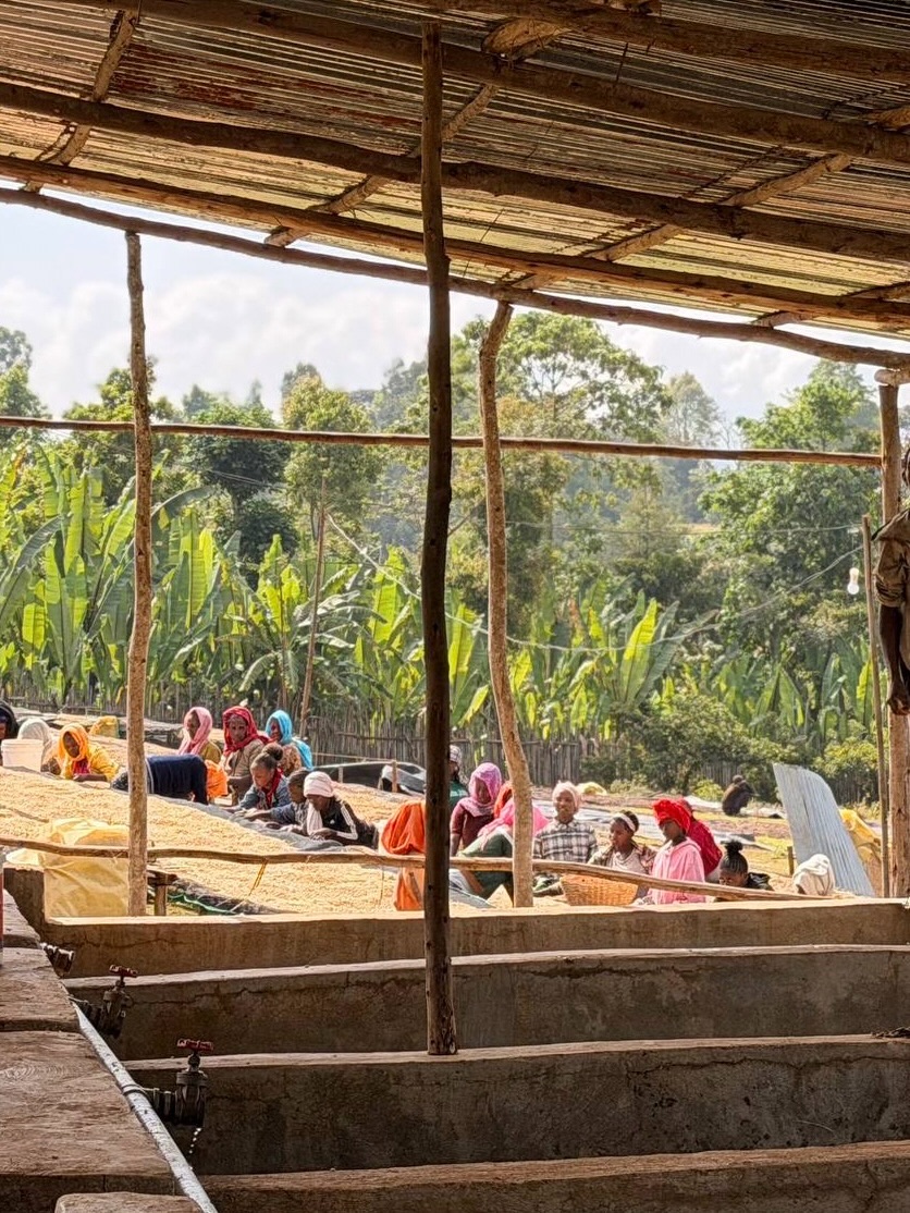 Coffee drying station in the Ethiopian highlands