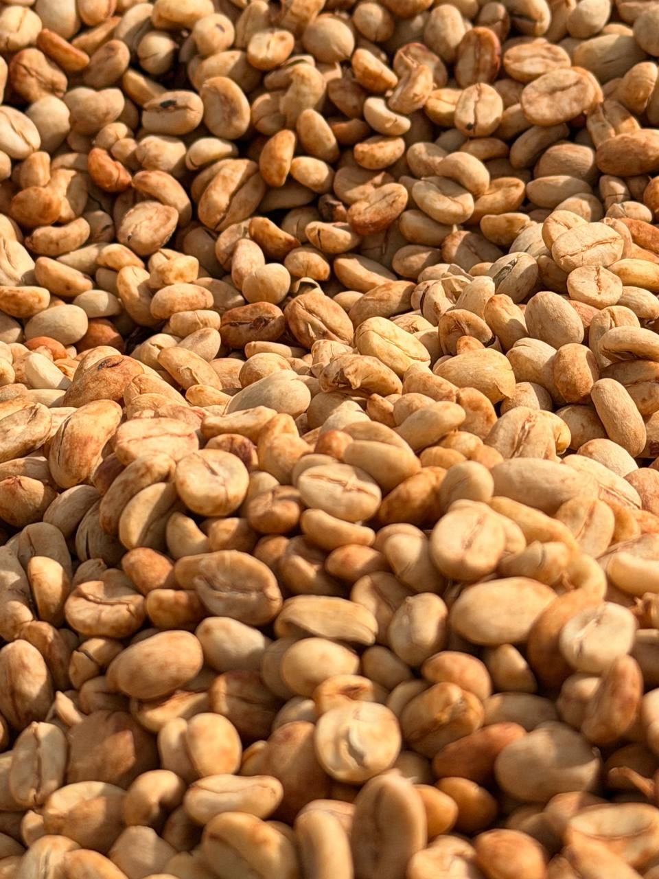 Sun-dried parchment coffee — green coffee ready for milling and export