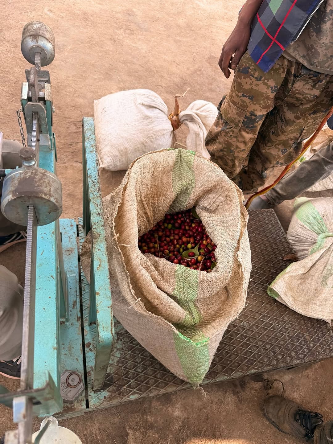 Weighing green coffee sacks at origin